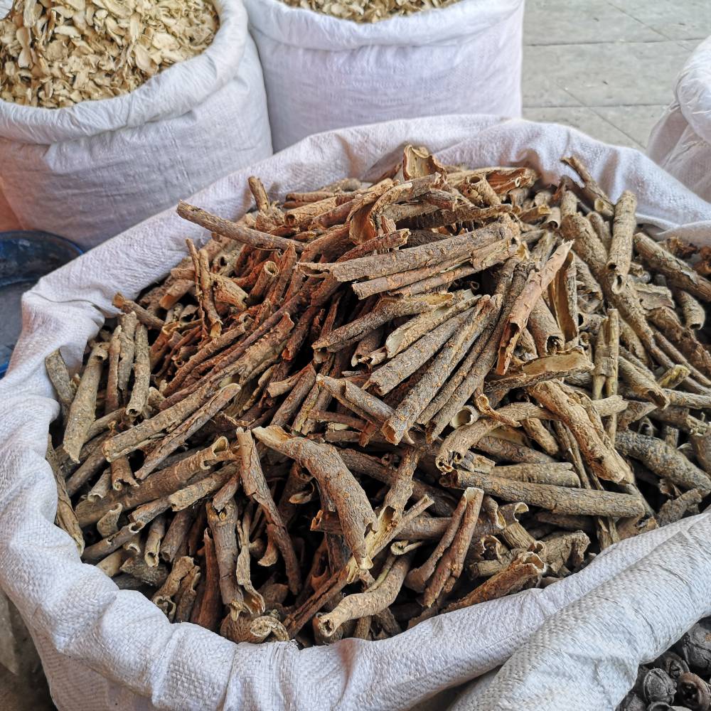 刺五加的药用价值及其在现代生活中的应用